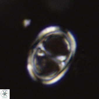 Asynithistostoichos coxalliae 40366