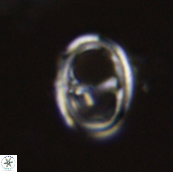 Asynithistostoichos coxalliae 40369