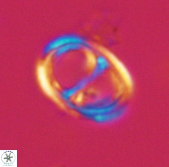 Asynithistostoichos coxalliae 40372