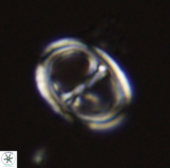 Asynithistostoichos coxalliae 40374