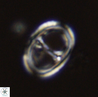 Asynithistostoichos coxalliae 40376