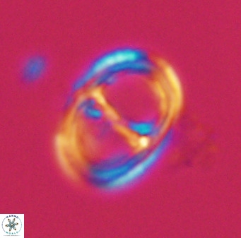 Asynithistostoichos coxalliae 40377