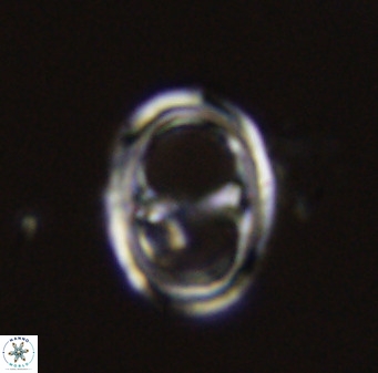 Asynithistostoichos coxalliae 40378