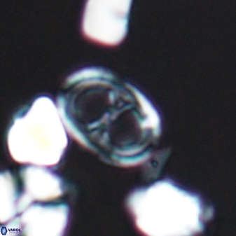 Asynithistostoichos coxalliae 08686