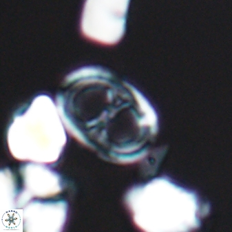Asynithistostoichos coxalliae 08686