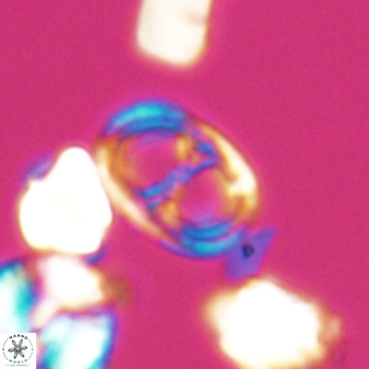 Asynithistostoichos coxalliae 08687