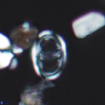 Asynithistostoichos coxalliae 08689