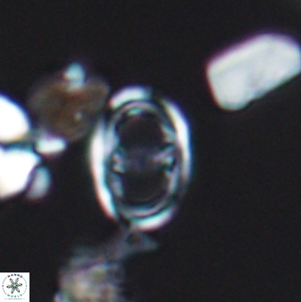 Asynithistostoichos coxalliae 08689