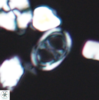 Asynithistostoichos coxalliae 08690