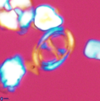 Asynithistostoichos coxalliae 08691