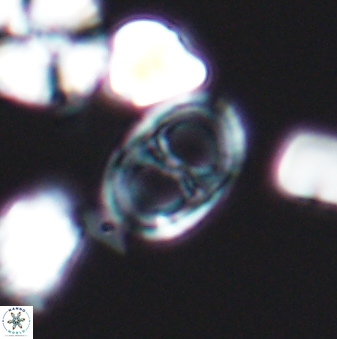 Asynithistostoichos coxalliae 08693