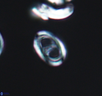 Asynithistostoichos coxalliae 10880
