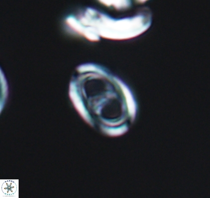 Asynithistostoichos coxalliae 10880