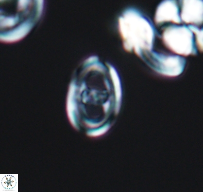 Asynithistostoichos coxalliae 10882