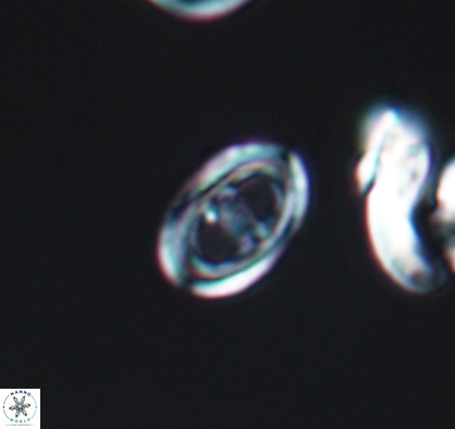 Asynithistostoichos coxalliae 10884