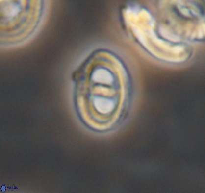 Asynithistostoichos coxalliae 10886