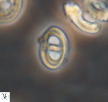 Asynithistostoichos coxalliae 10886