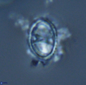 Asynithistostoichos coxalliae 17073