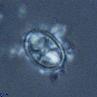 Asynithistostoichos coxalliae 17074