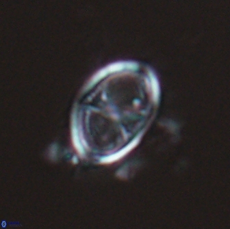 Asynithistostoichos coxalliae 17079