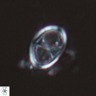 Asynithistostoichos coxalliae 17079