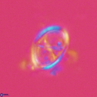 Asynithistostoichos coxalliae 17080