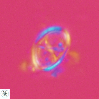 Asynithistostoichos coxalliae 17080
