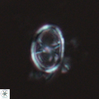Asynithistostoichos coxalliae 17081
