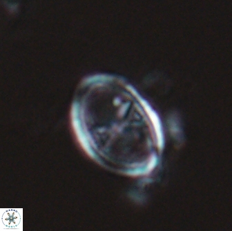 Asynithistostoichos coxalliae 17085