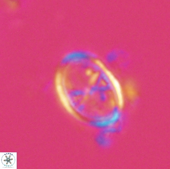Asynithistostoichos coxalliae 17086