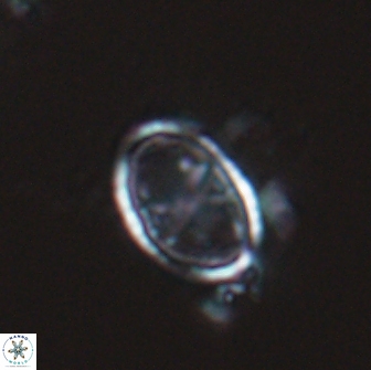 Asynithistostoichos coxalliae 17087