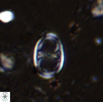 Asynithistostoichos coxalliae 36162