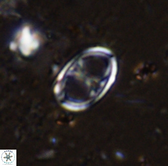 Asynithistostoichos coxalliae 36164