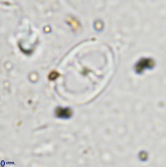 Asynithistostoichos coxalliae 36167