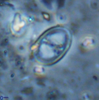Asynithistostoichos coxalliae 36168