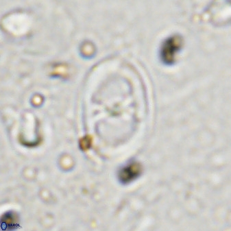 Asynithistostoichos coxalliae 36173