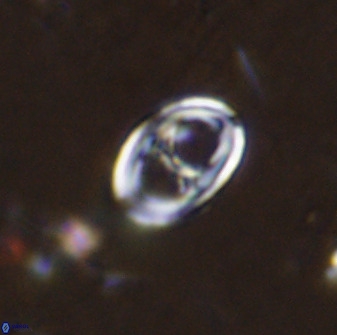 Asynithistostoichos coxalliae 37254