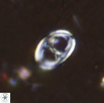 Asynithistostoichos coxalliae 37254
