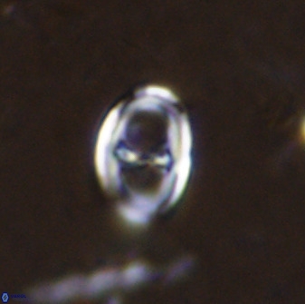 Asynithistostoichos coxalliae 37257