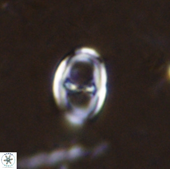 Asynithistostoichos coxalliae 37257
