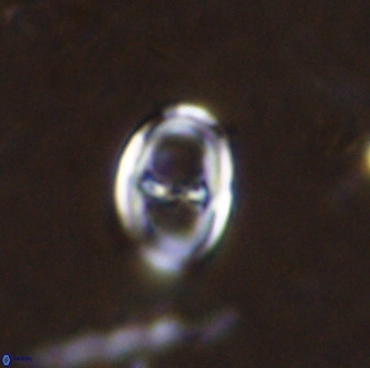 Asynithistostoichos coxalliae 37258