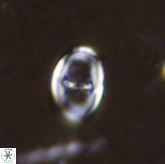 Asynithistostoichos coxalliae 37258