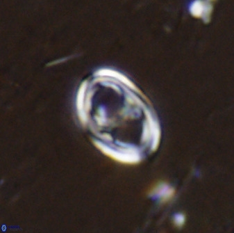 Asynithistostoichos coxalliae 37260
