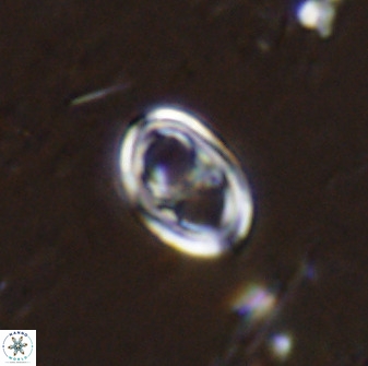 Asynithistostoichos coxalliae 37260