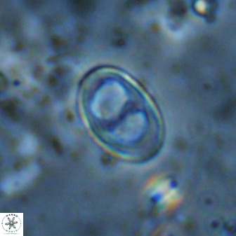 Asynithistostoichos coxalliae 37264