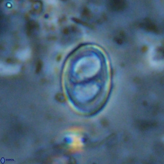 Asynithistostoichos coxalliae 37266