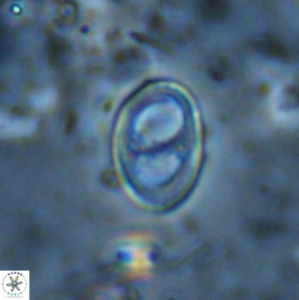 Asynithistostoichos coxalliae 37266