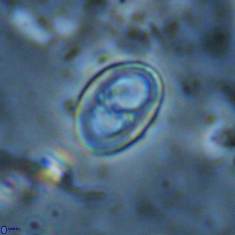 Asynithistostoichos coxalliae 37268