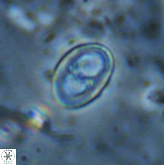 Asynithistostoichos coxalliae 37268