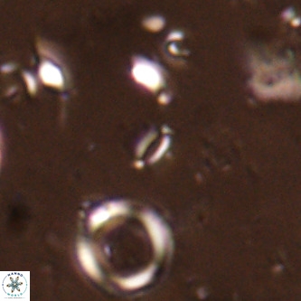 Mikrokaifoteino aplos VR 01459